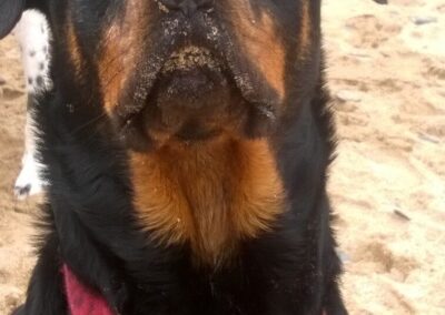 Pet Memorial - Keepsakes Project